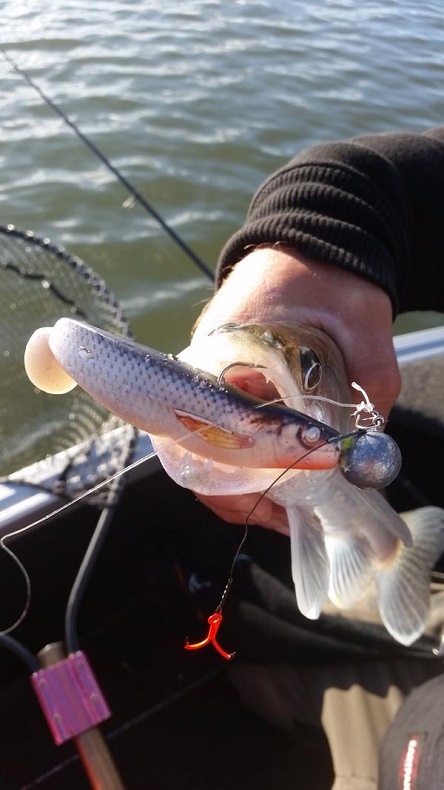 printshad.jpg