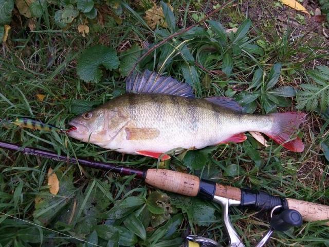 Neckar-Barsch - 35cm - 625g - 31-10-2015.jpg