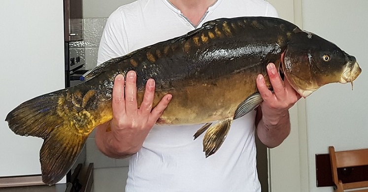 K1_8120g_2018.jpg