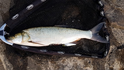 20180605_204618.jpg