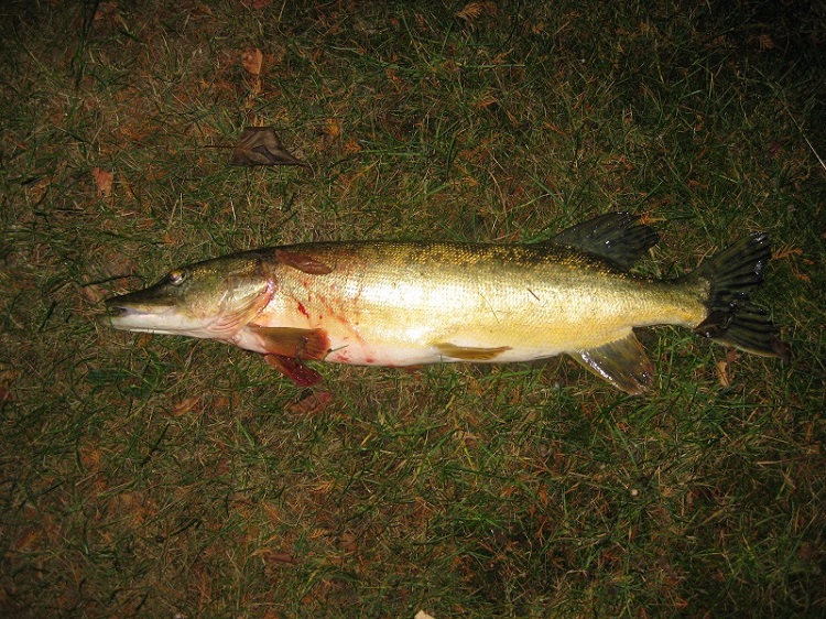 Hecht 74cm Neckar 19.12 (2).JPG