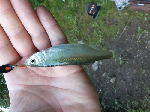 Wie heißt der Fisch?