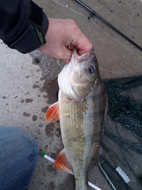 Brummer 4