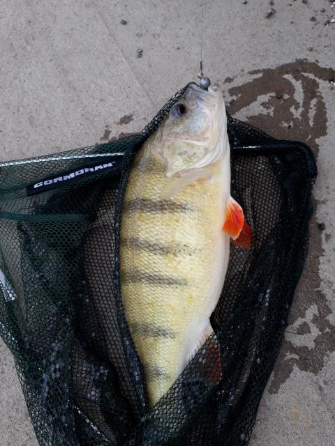 Brummer 3