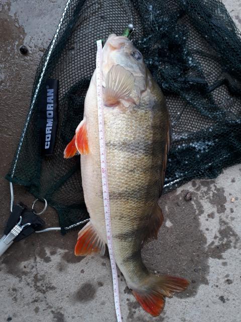 Brummer 2