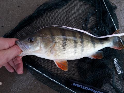 Brummer 1