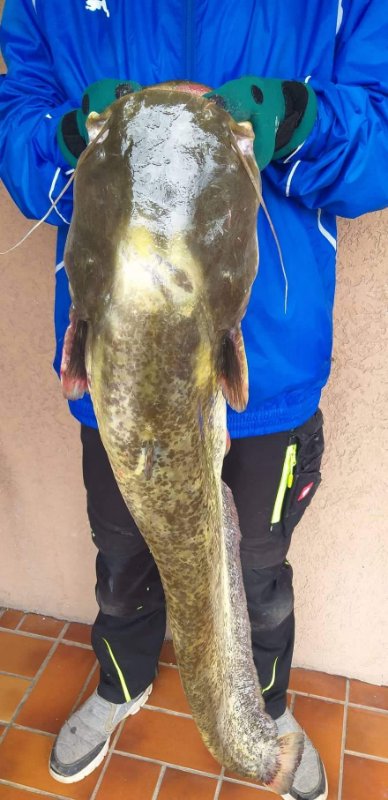 110 cm. 22 Pfund