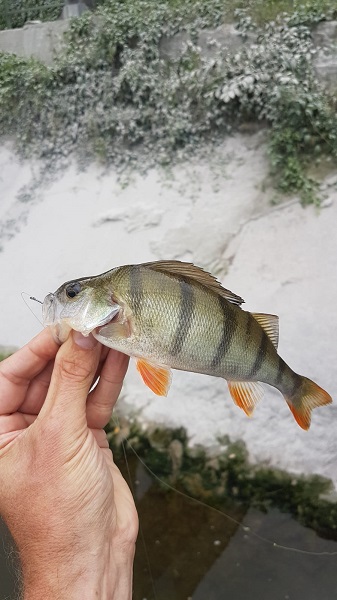 IMG-20190916-WA0011.jpg