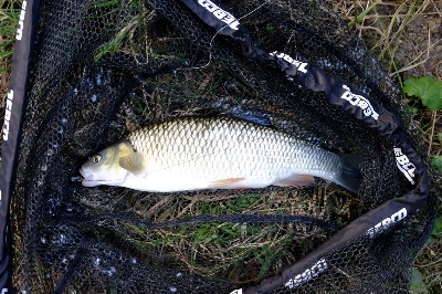 doebel.jpg