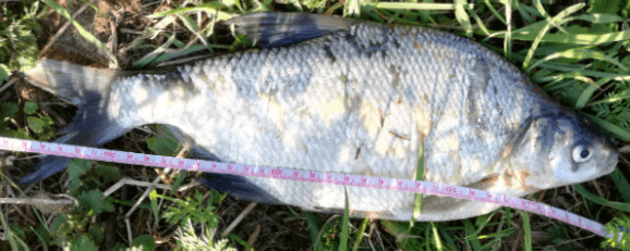 Fisch1.png