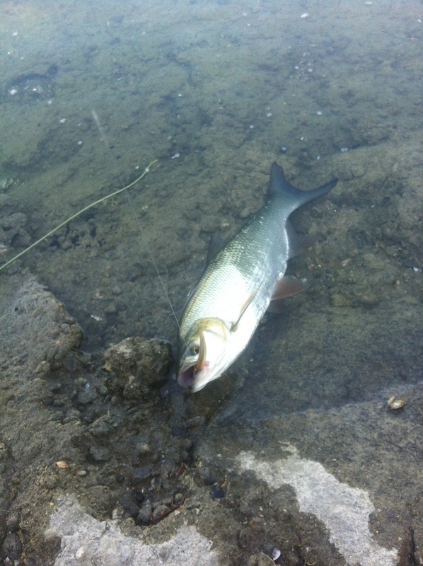IMG_0012.jpeg