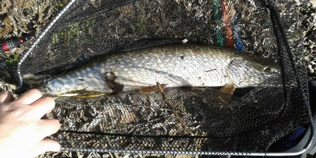 IMG-20160317-WA0002 (640x321) - Kopie.jpg