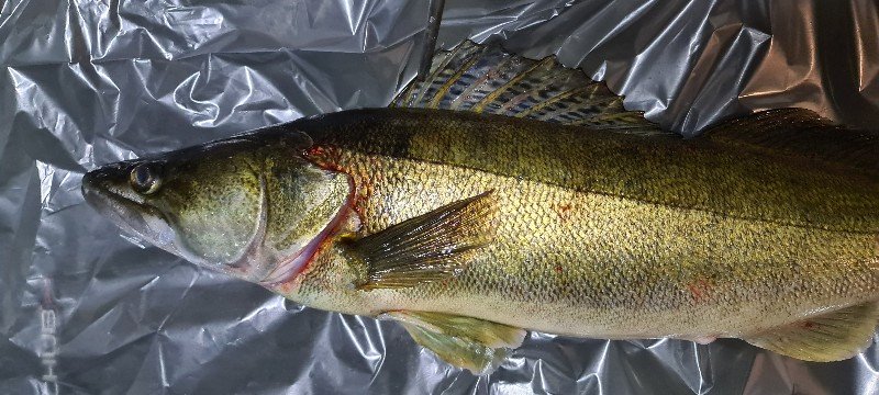 20211103_181045_copy_800x360.jpg