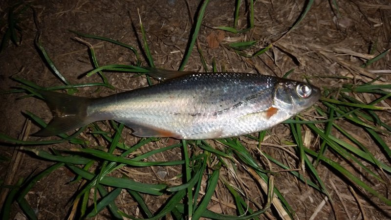 was-ist-das-für-ein-Fisch.jpg
