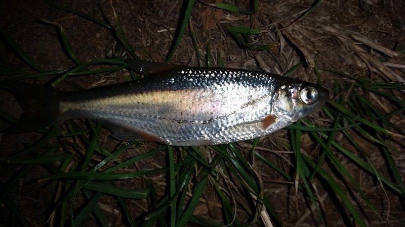 was-ist-das-für-ein-Fisch2.jpg
