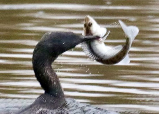 Zuschnitt Cormoran.jpg