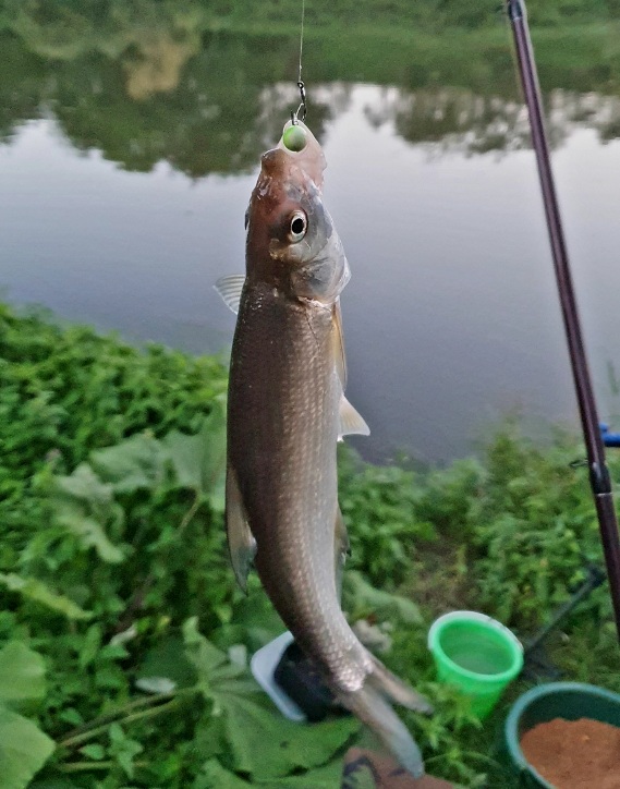 Nase Neckar 0.jpg
