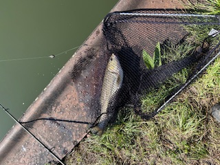 Gefangen am Xer im Kanal, auf 22 mm Boiley