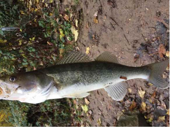 53 er Zander