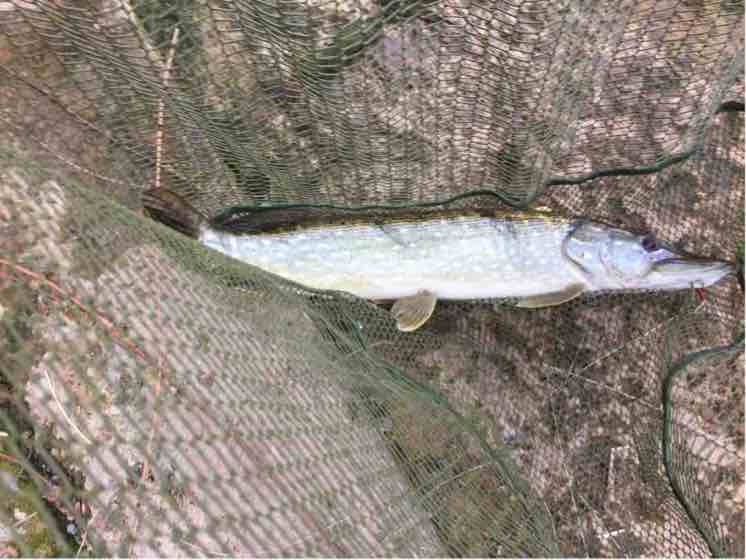 70 cm