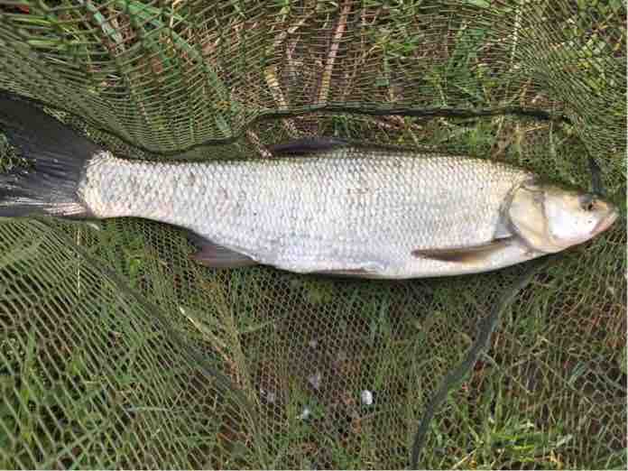 65 cm