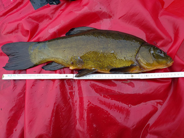 Tench.jpg