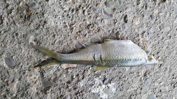 20170827_114051.jpg
