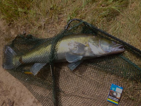 78 cm Zander aus dem 9/2