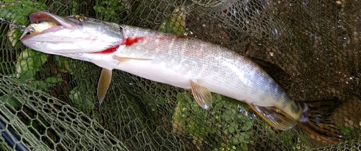 20170908_111259_crop_694x291-520x218.jpg